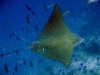 20070608_170208_aquila_di_mare_
