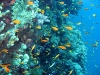 marsa-alam-aquario-elphistoneB